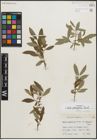Foto von Salix planifolia Pursh